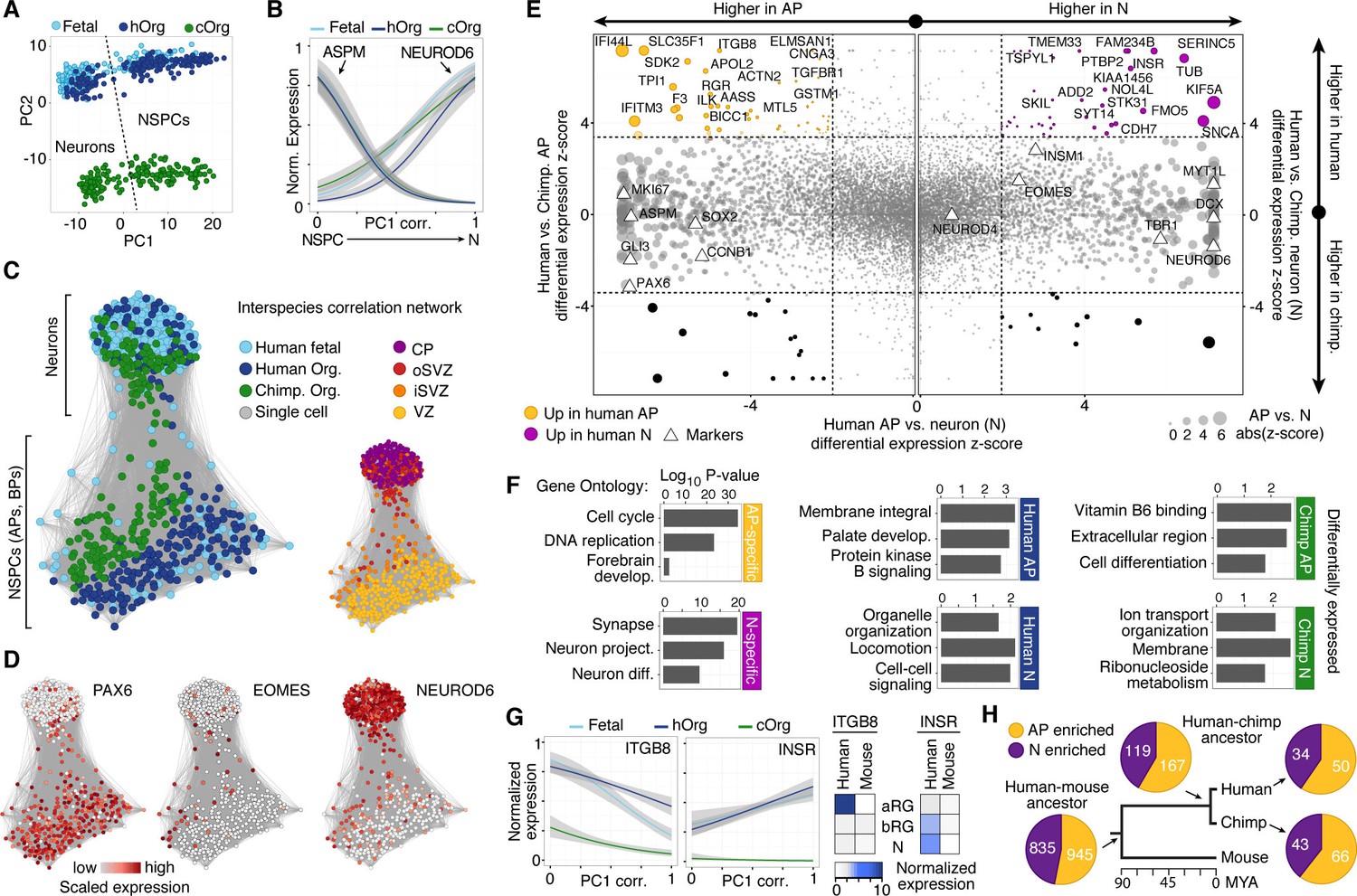 Differences and similarities between human and chimpanzee neural