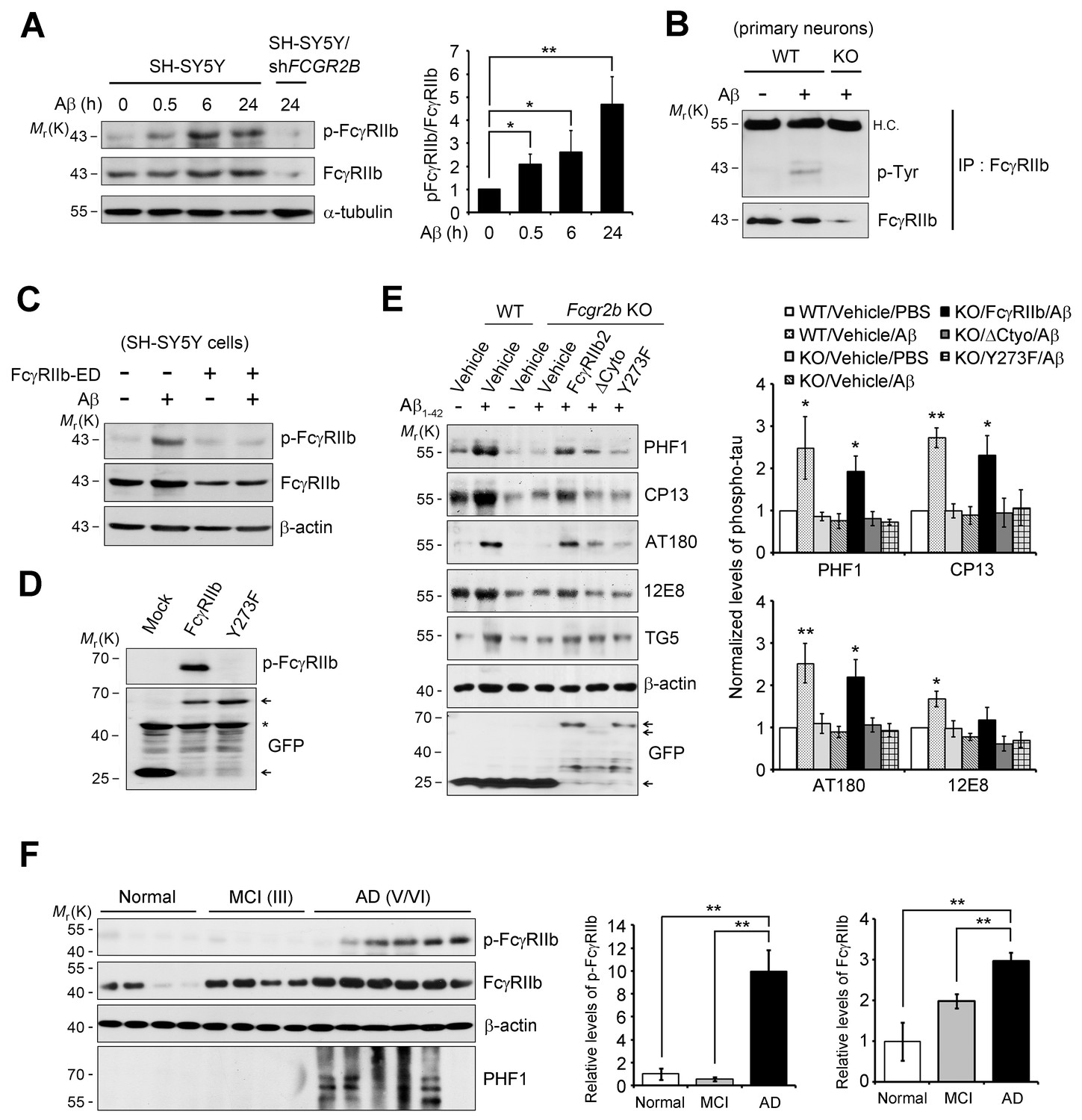 FcγRIIb-SHIP2 axis links Aβ to tau pathology by disrupting ...