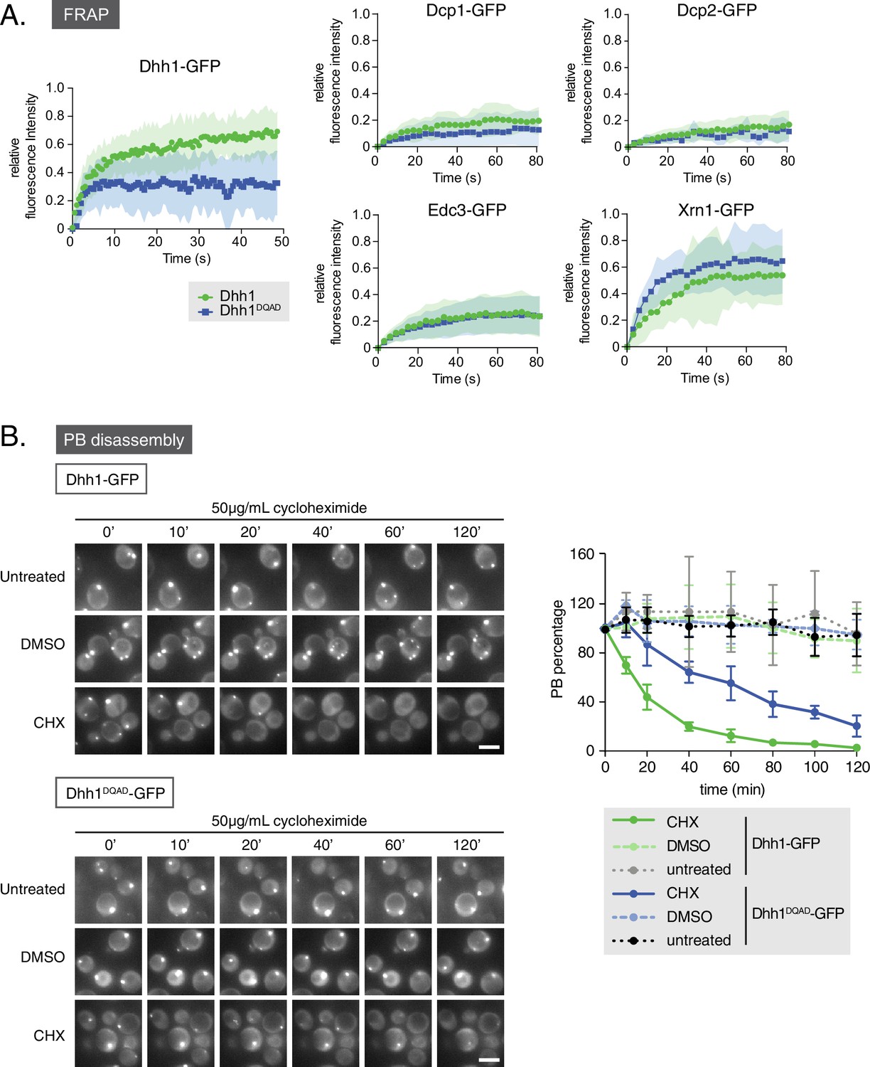 ATPase Activity Of The DEAD-box Protein Dhh1 Controls Processing Body ...