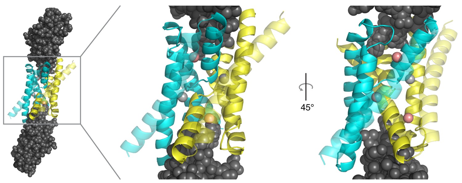 Figures and data in Mechanistic signs of double-barreled structure in a ...