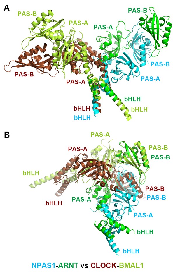 Figures And Data In NPAS1-ARNT And NPAS3-ARNT Crystal Structures ...