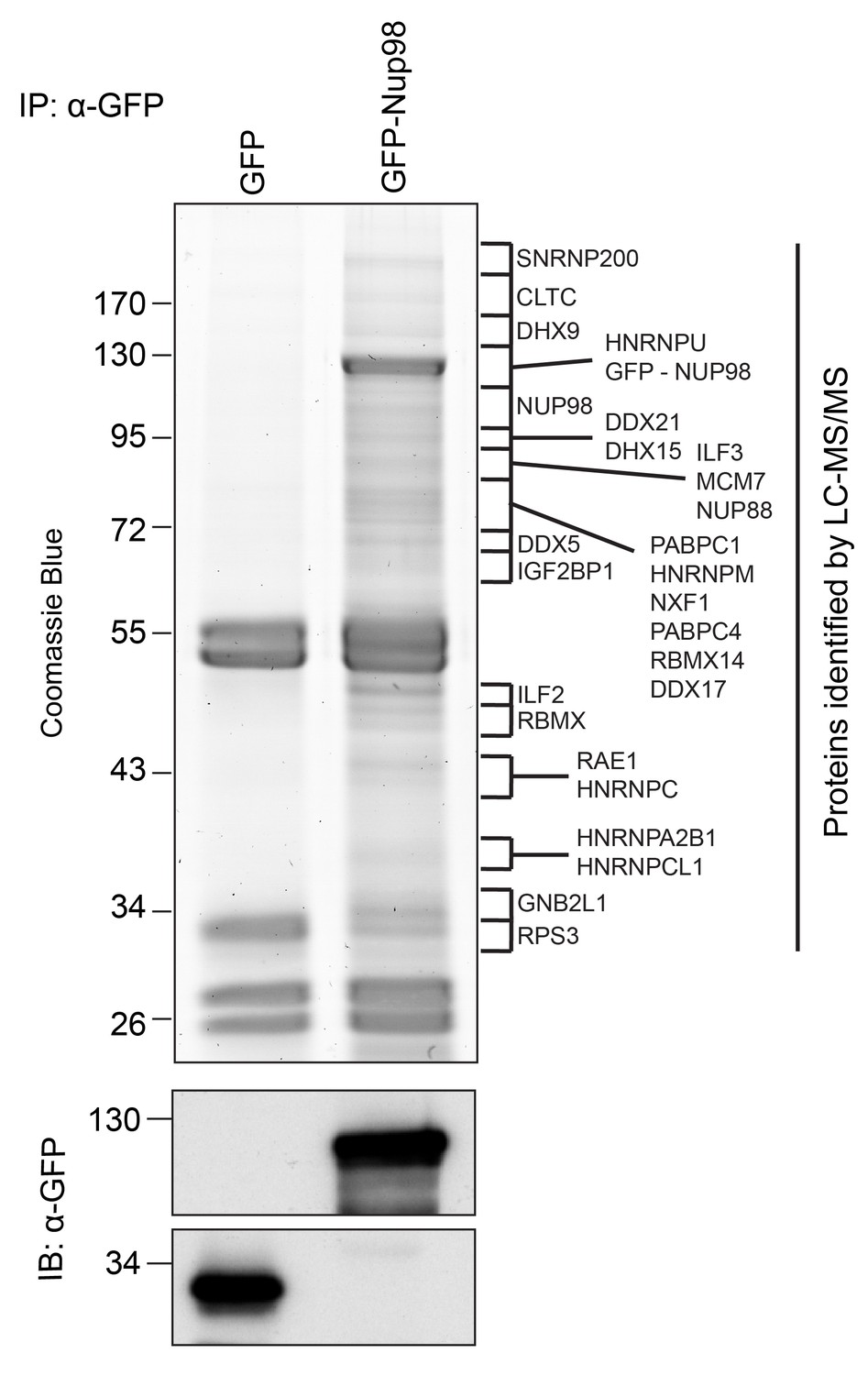 Integrated Structural Analysis of the Human Nuclear Pore