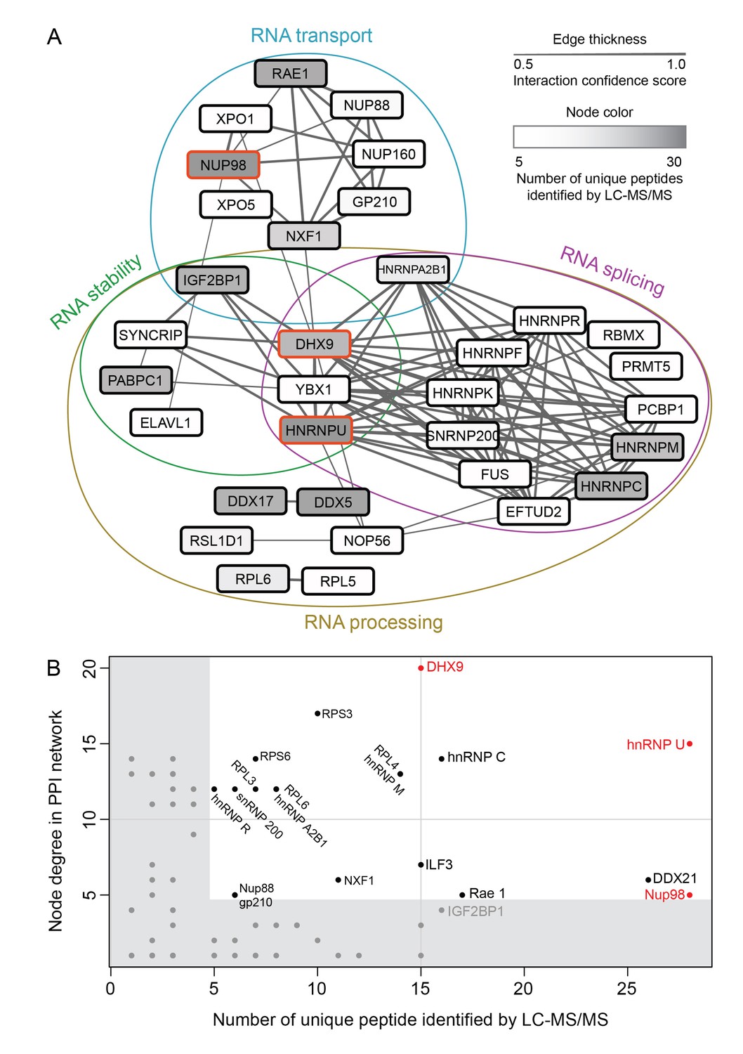 Human Nup98 regulates the localization and activity of DExH