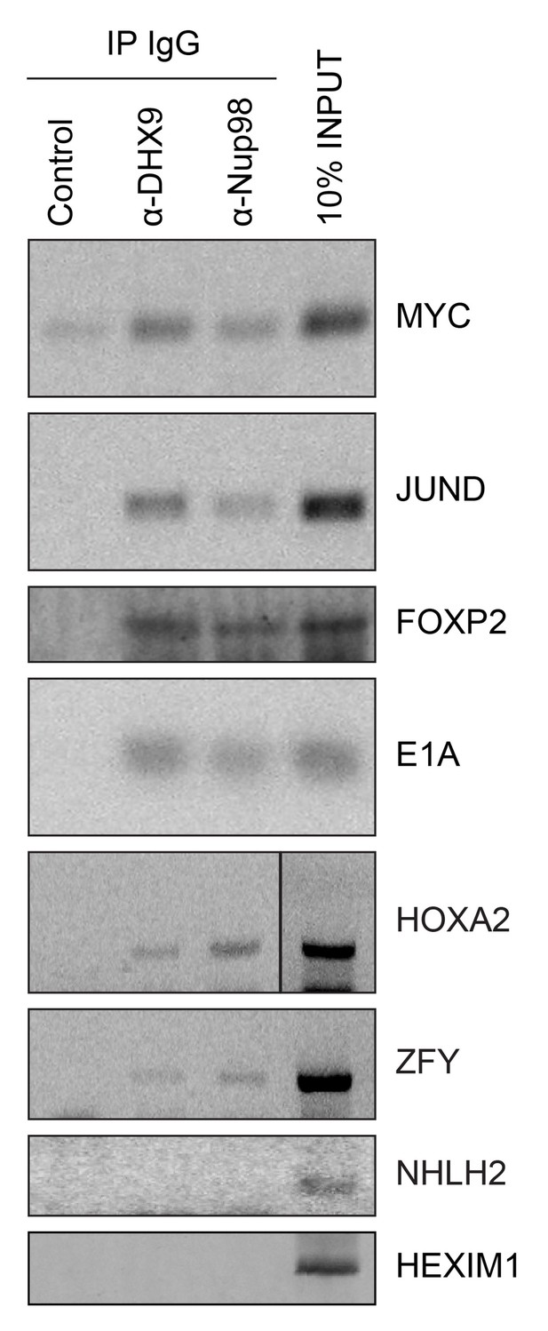 Integrated Structural Analysis of the Human Nuclear Pore
