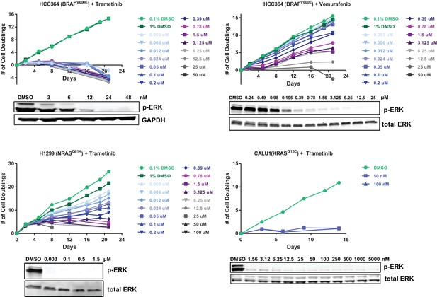 Figures and data in KEAP1 loss modulates sensitivity to kinase targeted ...