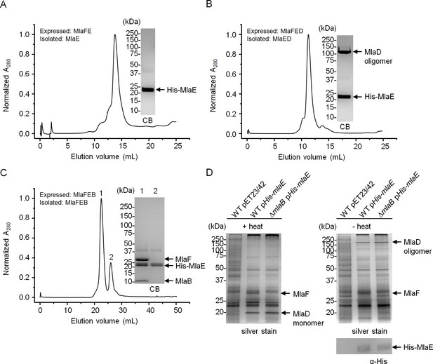 Defining key roles for auxiliary proteins in an ABC transporter that ...