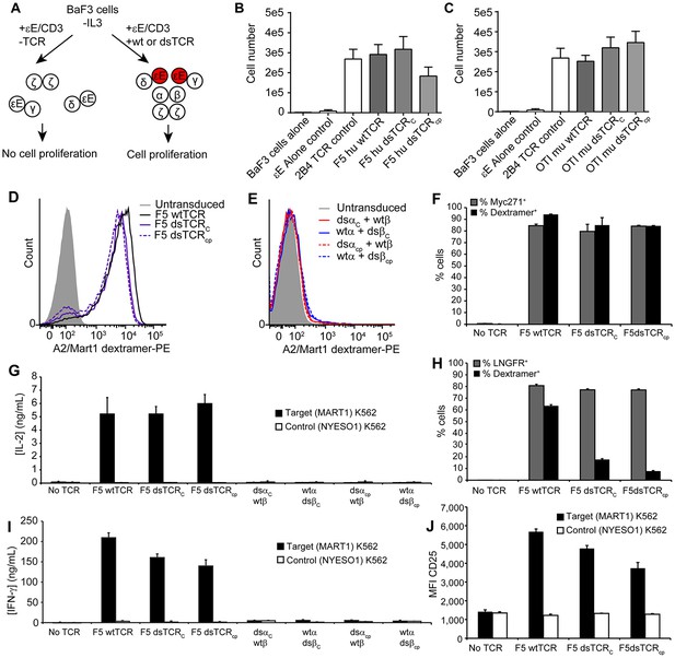 Domain-swapped T cell receptors improve the safety of TCR gene therapy ...