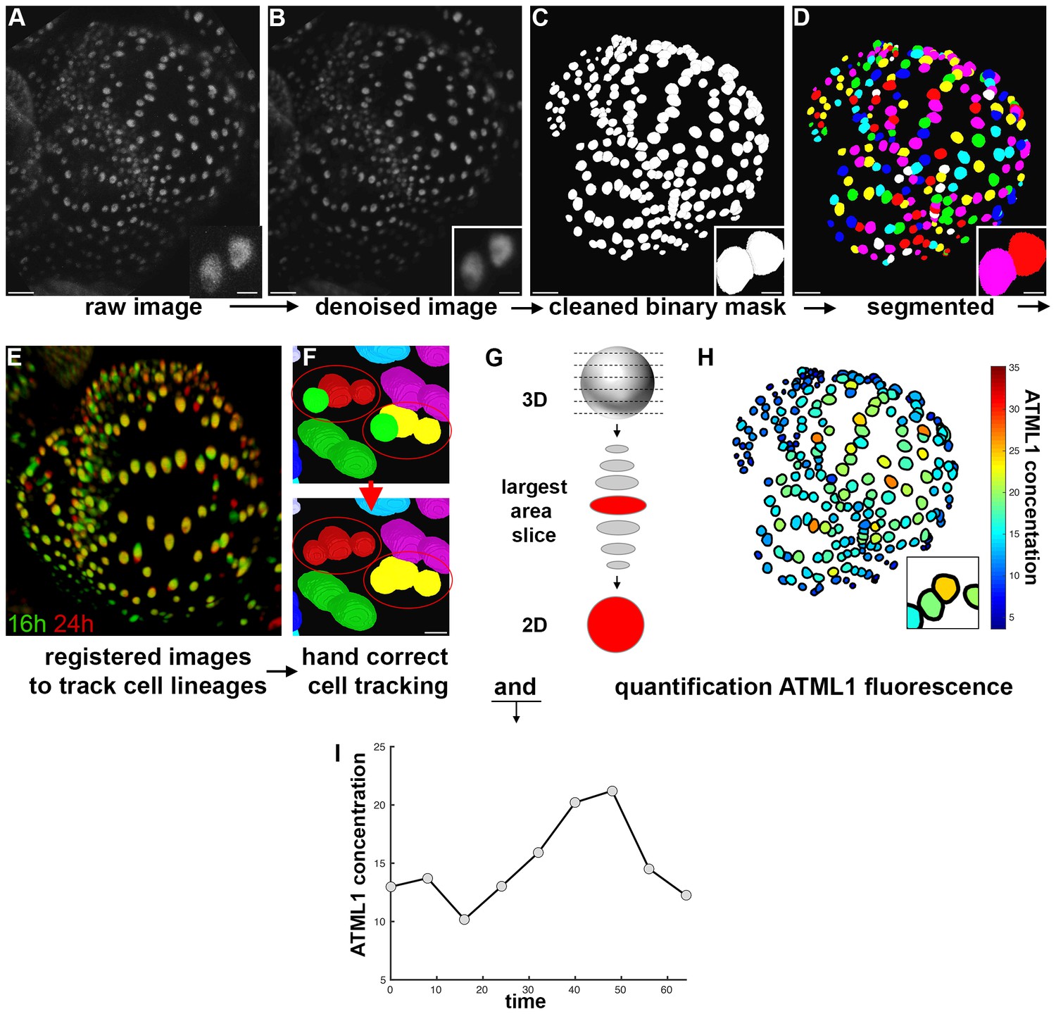 Figures And Data In Fluctuations Of The Transcription Factor Atml