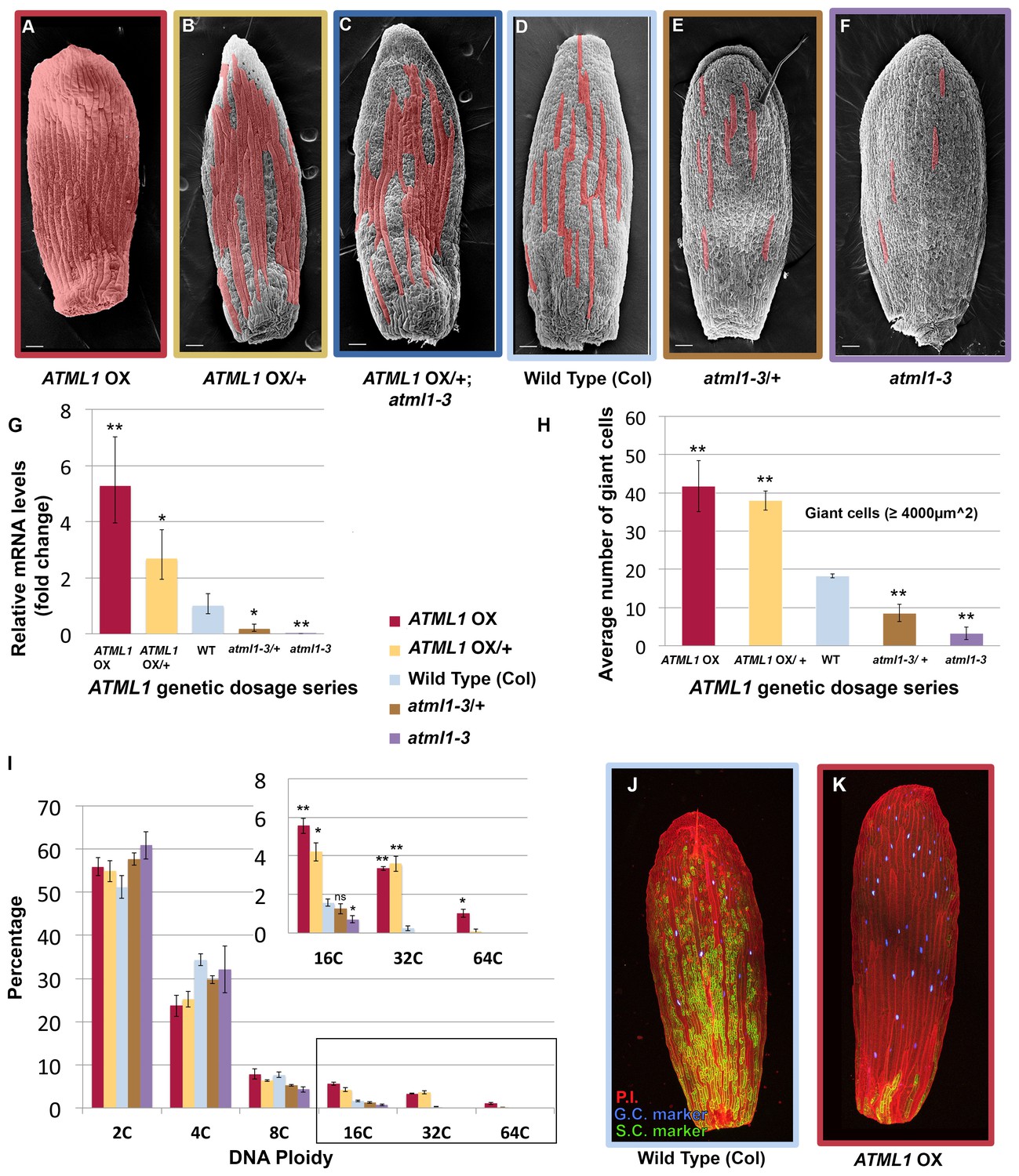 Fluctuations Of The Transcription Factor Atml Generate The Pattern Of