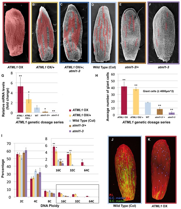 Figures And Data In Fluctuations Of The Transcription Factor Atml