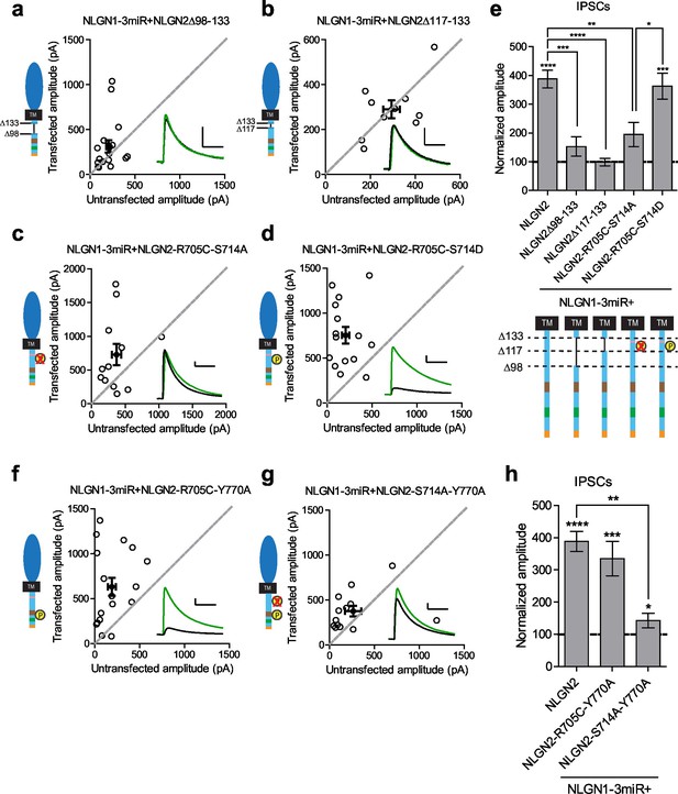 Distinct roles for extracellular and intracellular domains in ...