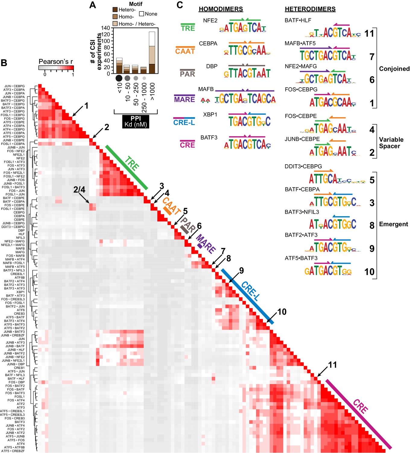 Figures And Data In Combinatorial BZIP Dimers Display Complex DNA ...