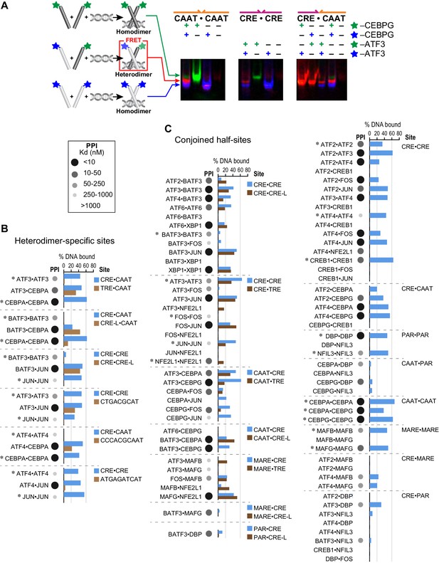 Figures And Data In Combinatorial BZIP Dimers Display Complex DNA