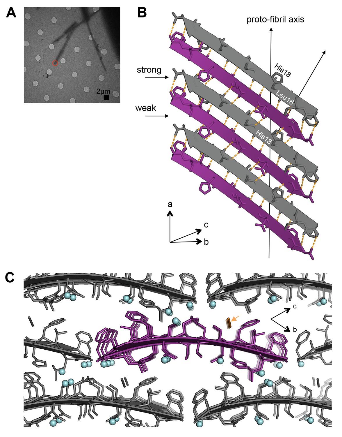 Atomic structures of fibrillar segments of hIAPP suggest tightly mated ...