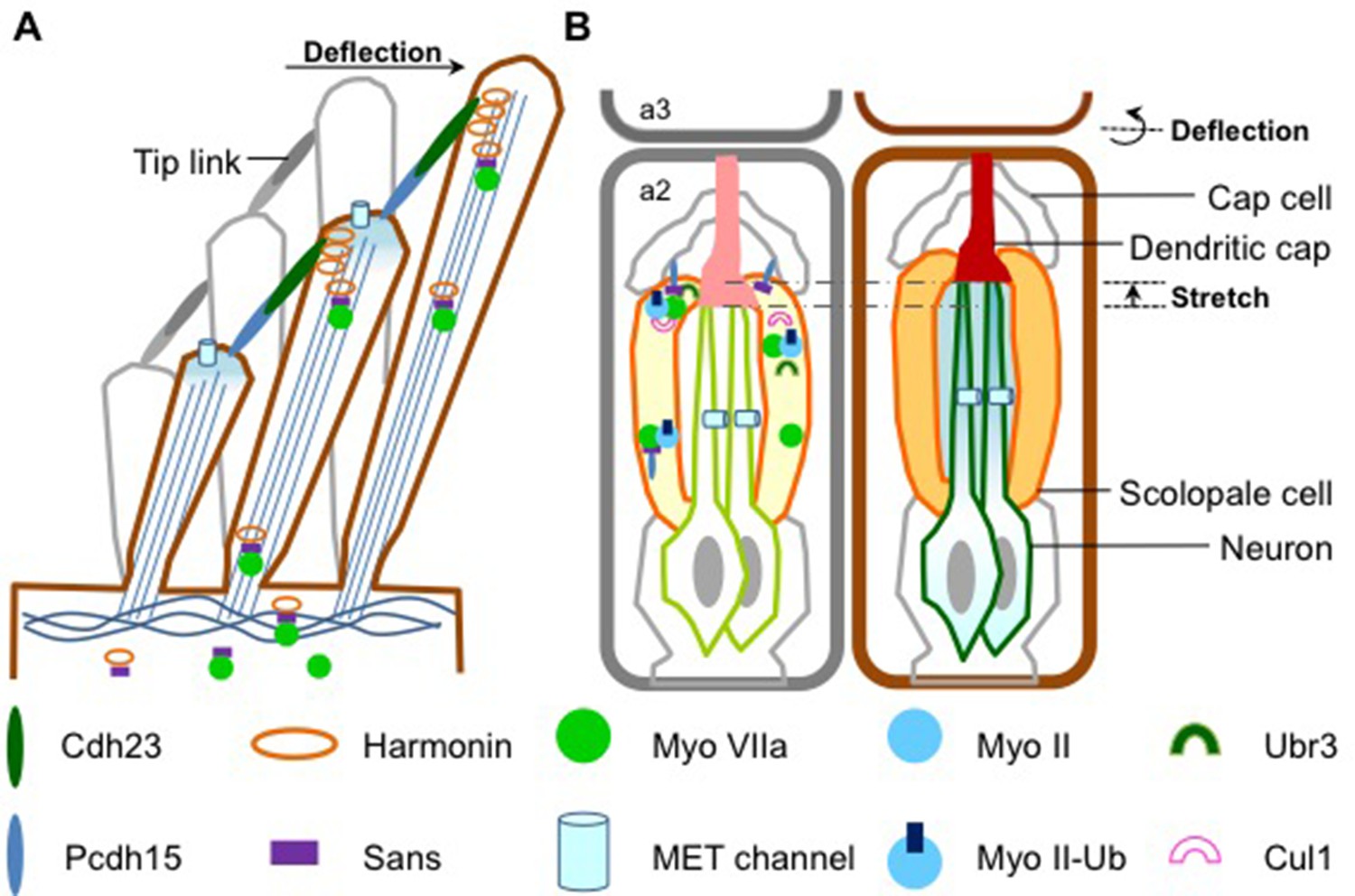 Genetic Screen: Hearing lessons from flies | eLife