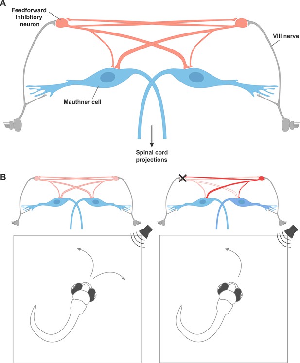 Motor Control: A choice motif | eLife