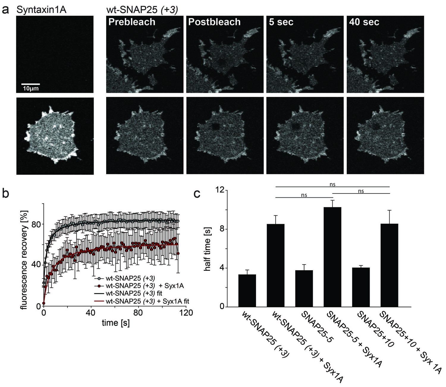 Electrostatic Anchoring Precedes Stable Membrane Attachment Of Snap25 Snap23 To The Plasma Membrane Elife