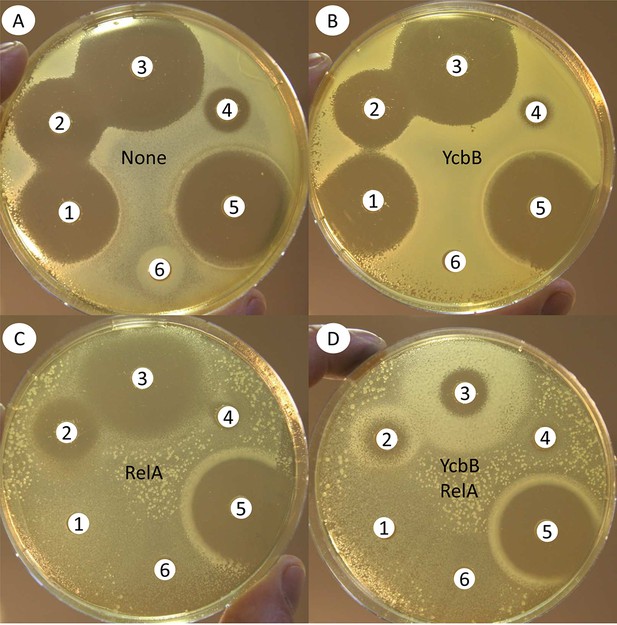 Figures and data in Factors essential for L,D-transpeptidase-mediated ...