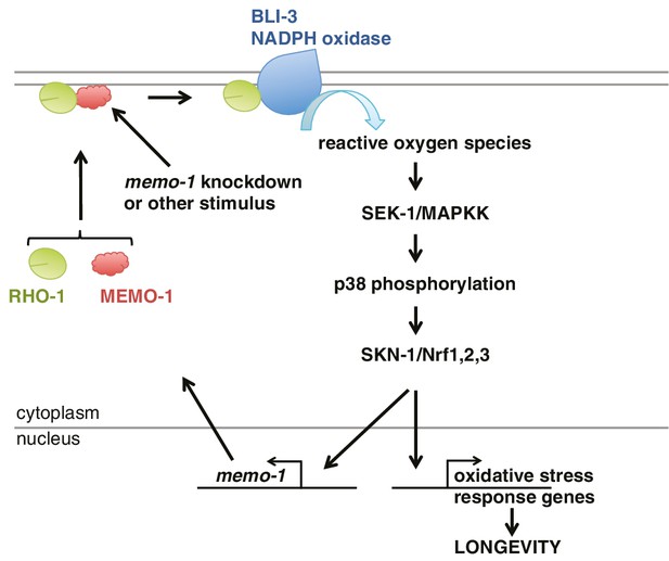 NADPH oxidase-mediated redox signaling promotes oxidative stress resistance and longevity ...