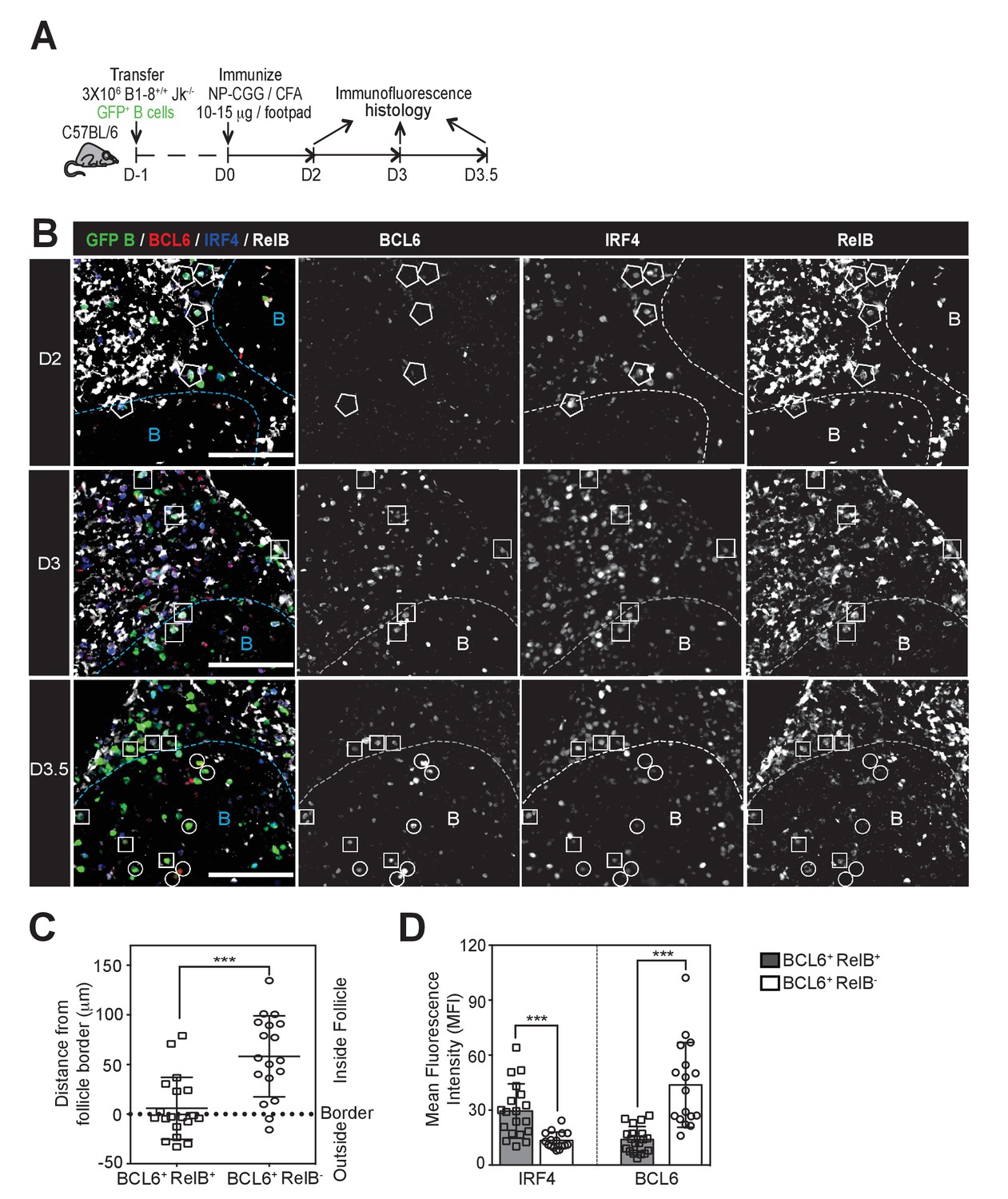 Figures And Data In Germinal Center B Cell Development Has Distinctly ...