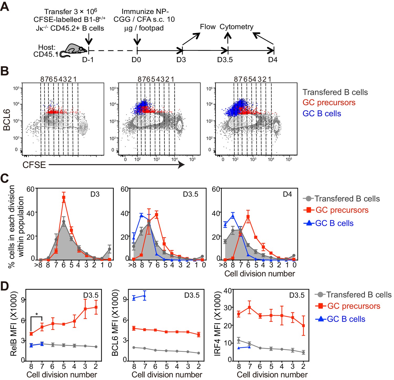 Germinal Center B Cell Development Has Distinctly Regulated Stages ...