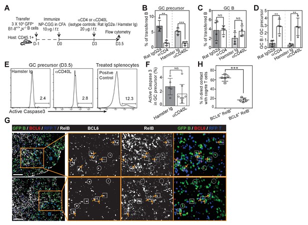 Figures And Data In Germinal Center B Cell Development Has Distinctly ...