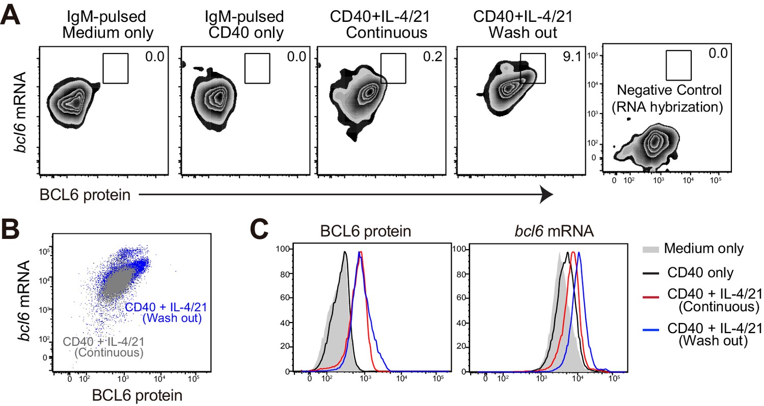 Figures And Data In Germinal Center B Cell Development Has Distinctly ...