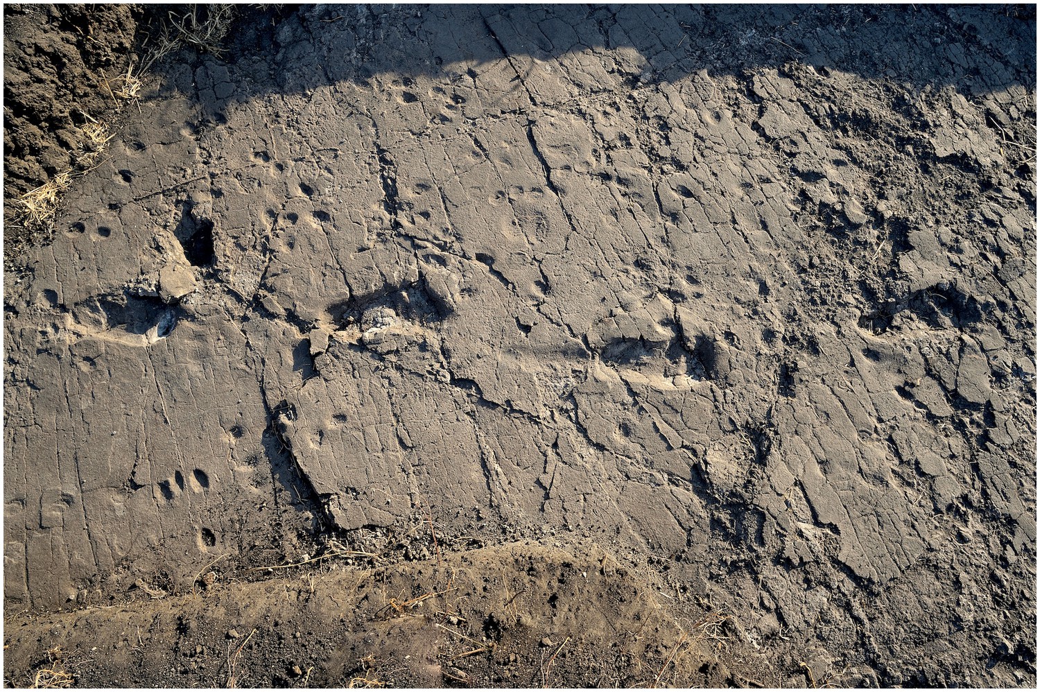 New Footprints From Laetoli (Tanzania) Provide Evidence For Marked Body ...