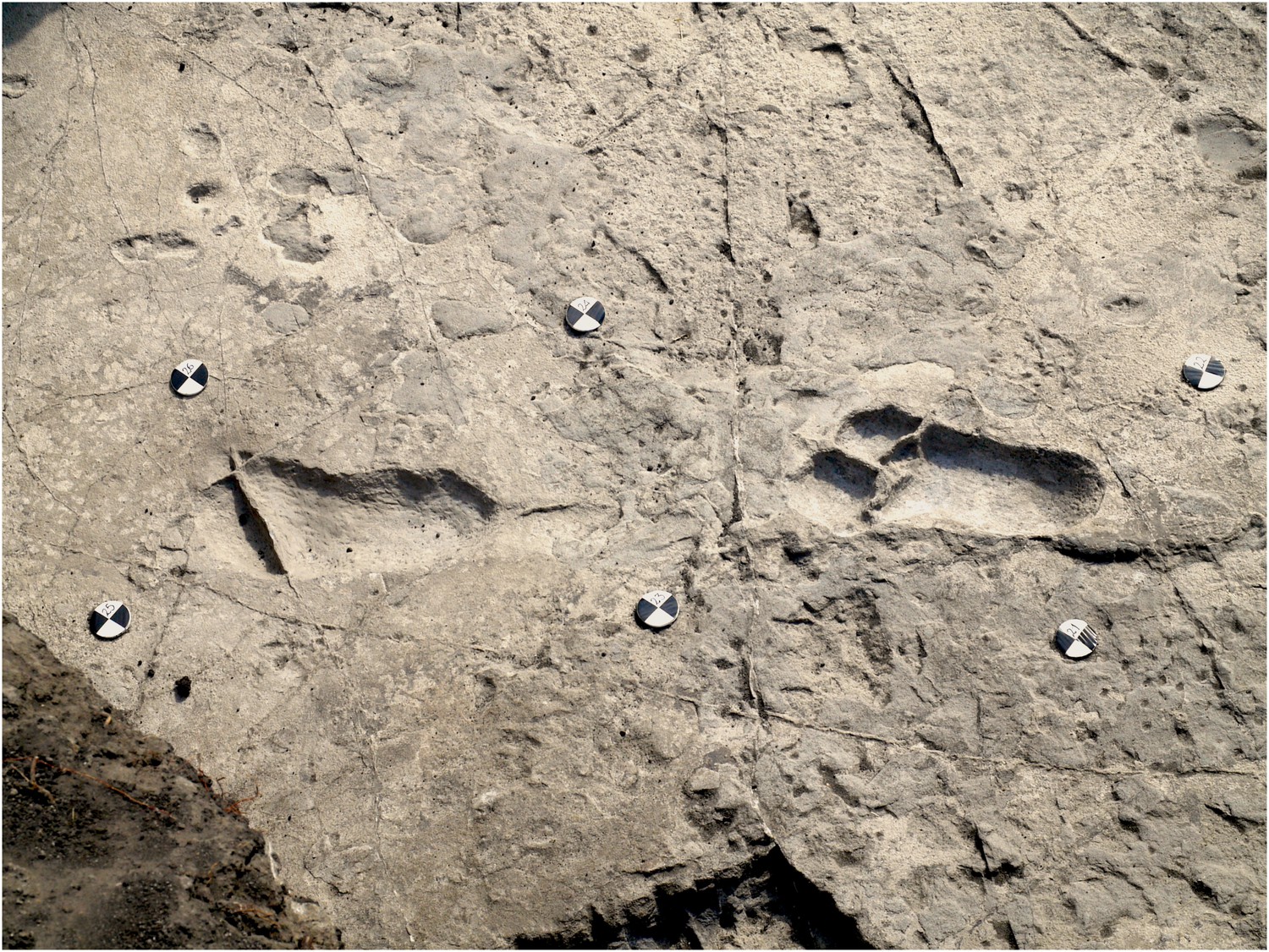 New footprints from laetoli tanzania provide evidence for marked body