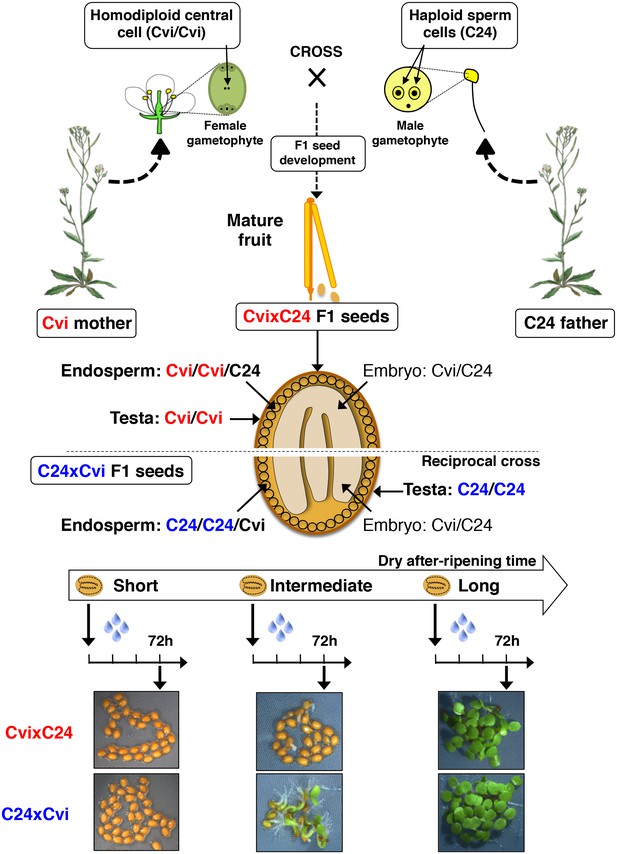 Figures And Data In Dormancy-specific Imprinting Underlies Maternal ...