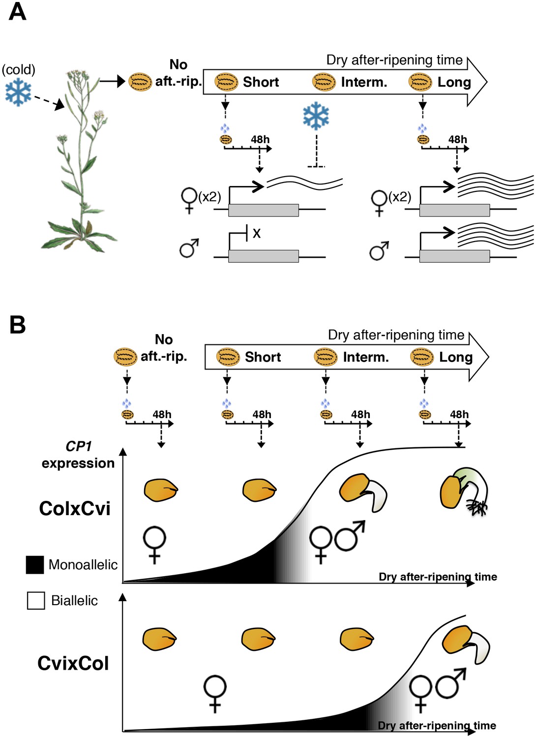 Dormancy-specific Imprinting Underlies Maternal Inheritance Of Seed ...