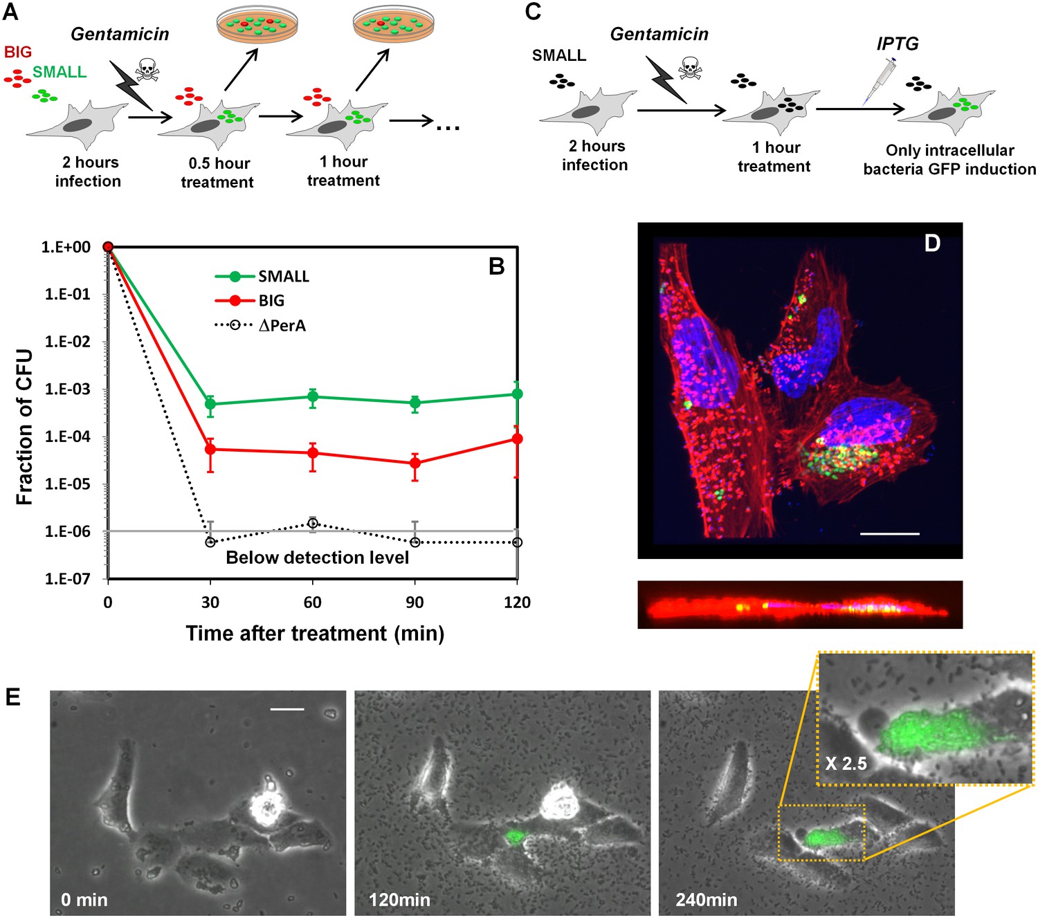 Figures And Data In A Long-term Epigenetic Memory Switch Controls ...