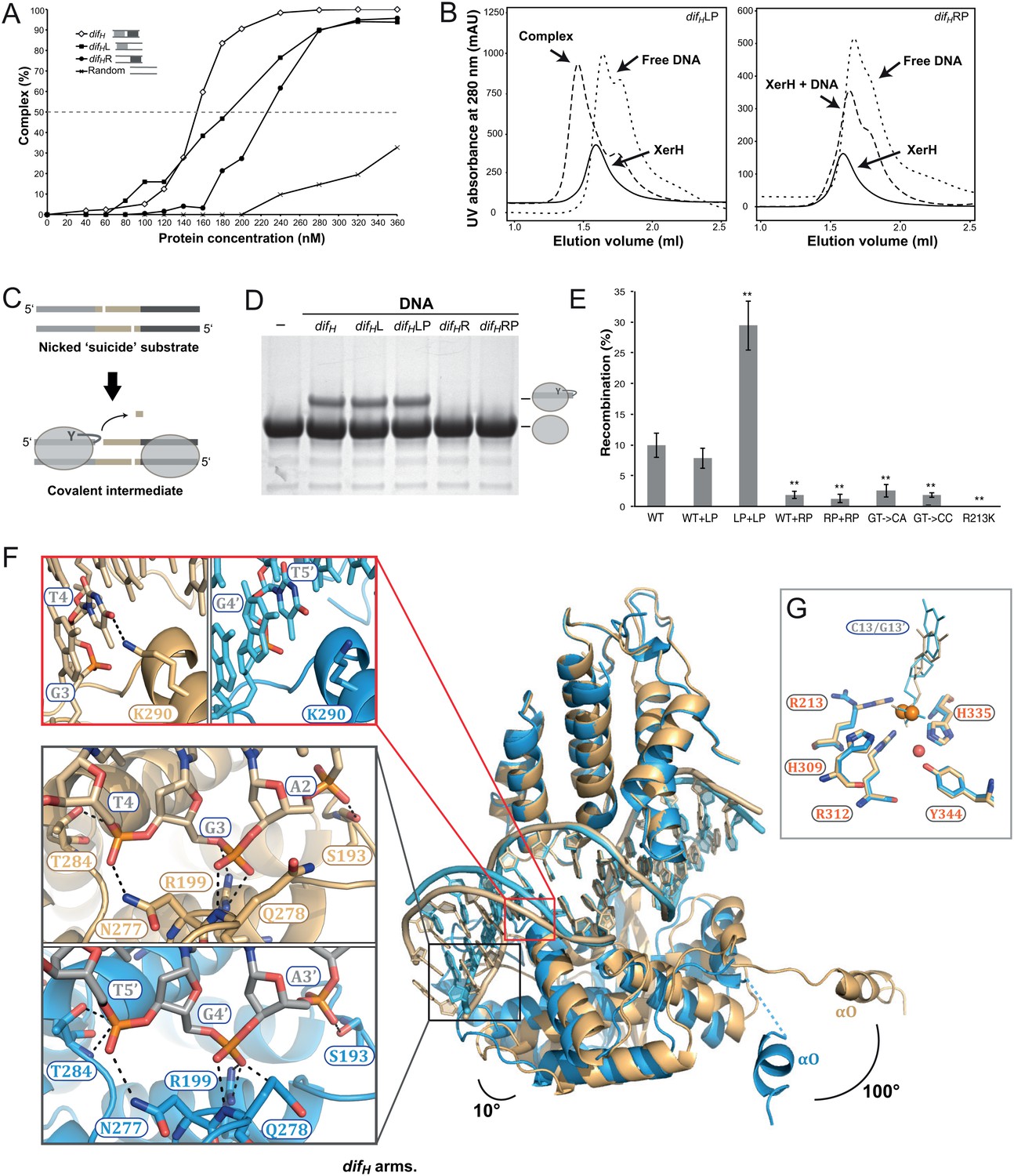 Figures And Data In Structural Snapshots Of Xer Recombination Reveal