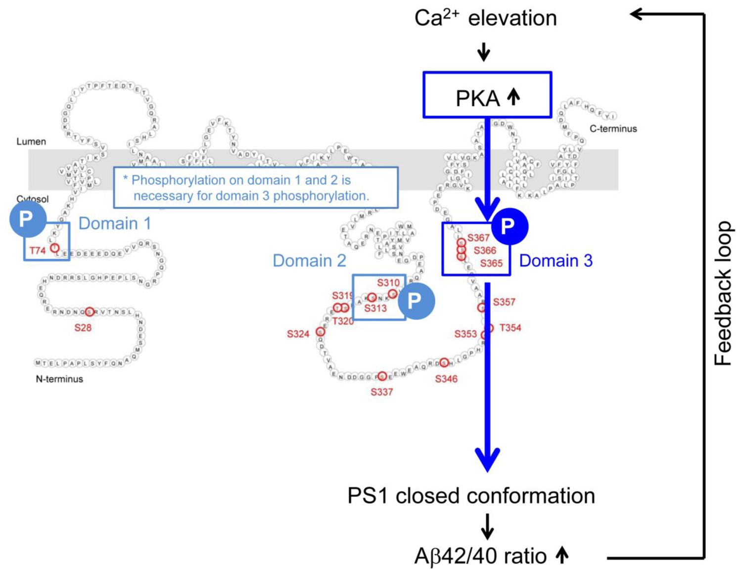 Judd–Ofelt Analysis and Photoluminescence in Ca2MgSi2O7