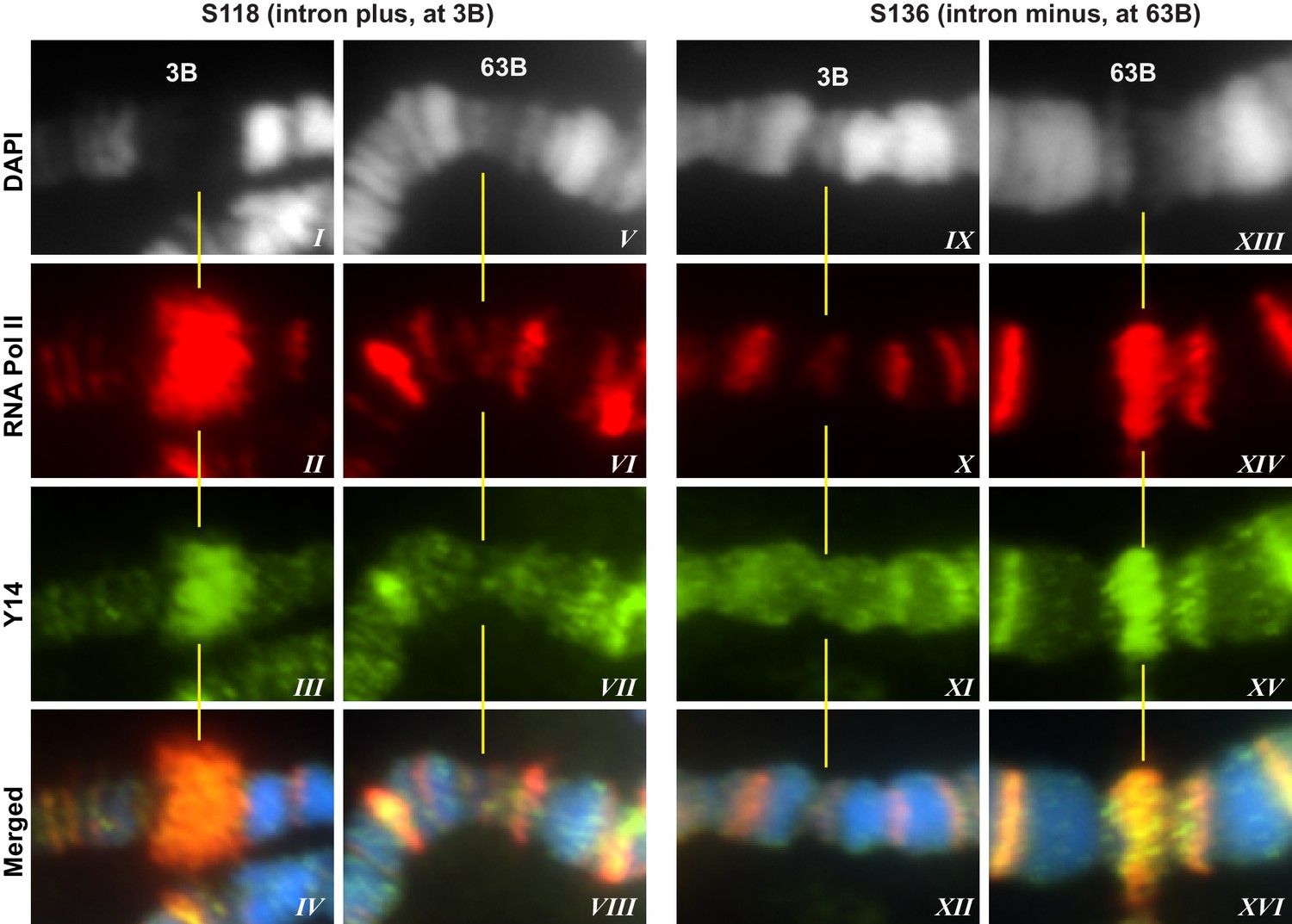 Figures and data in Exon junction complex proteins bind nascent ...