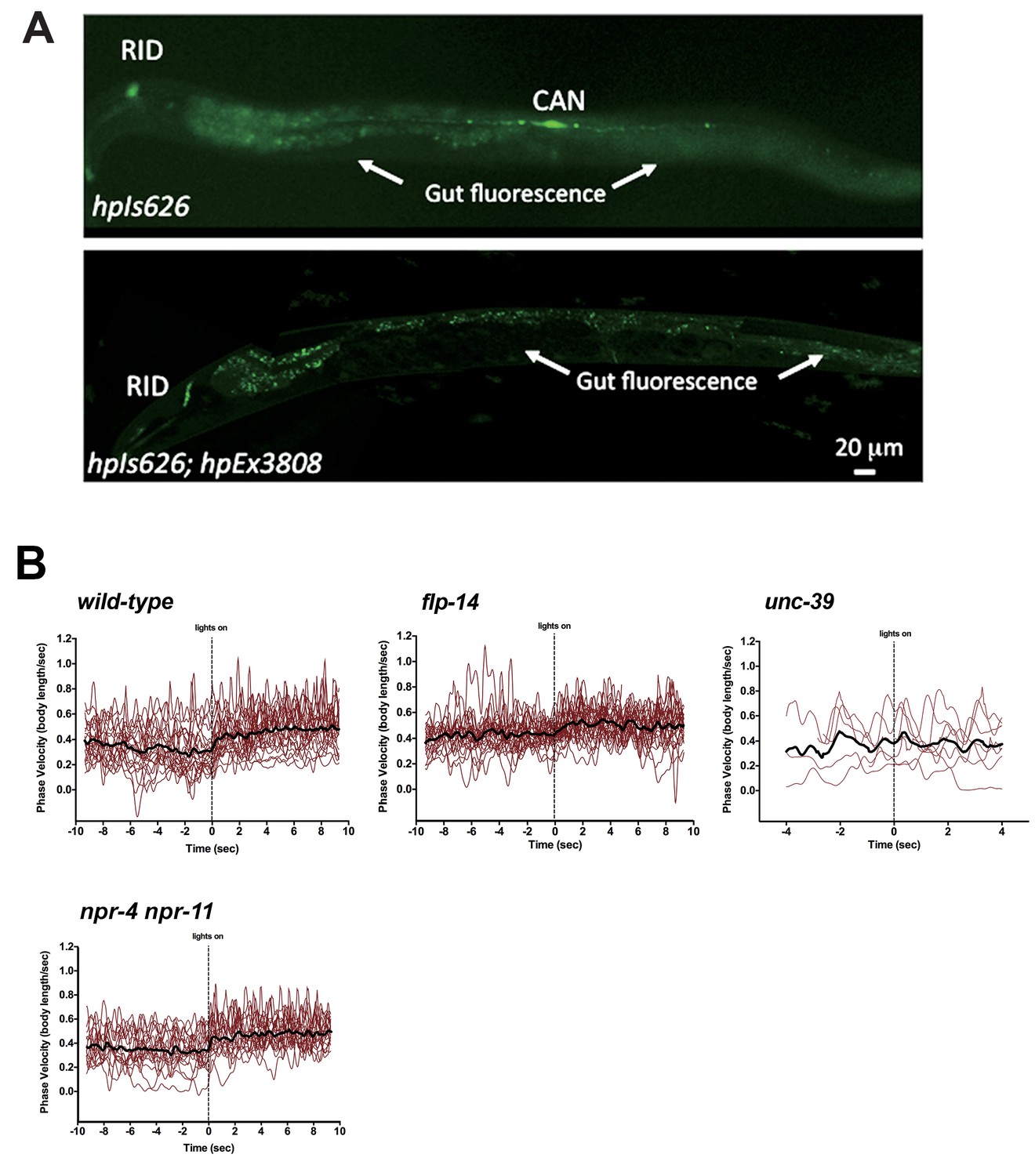 Neuroendocrine modulation sustains the C. elegans forward motor ...