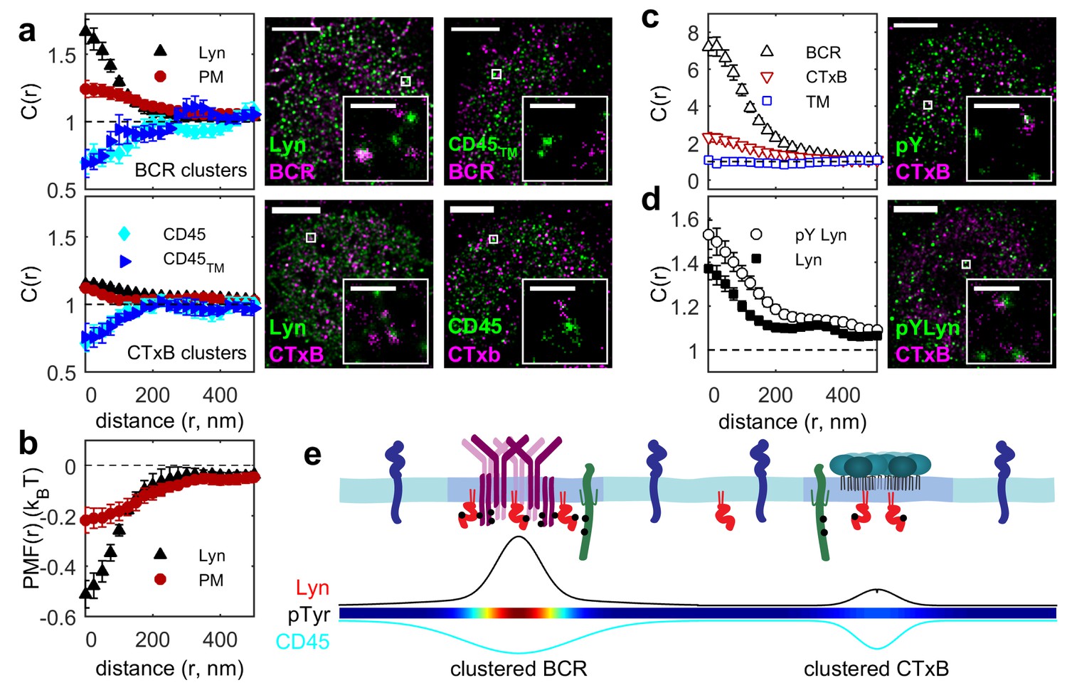 Protein Sorting By Lipid Phase-like Domains Supports Emergent Signaling ...