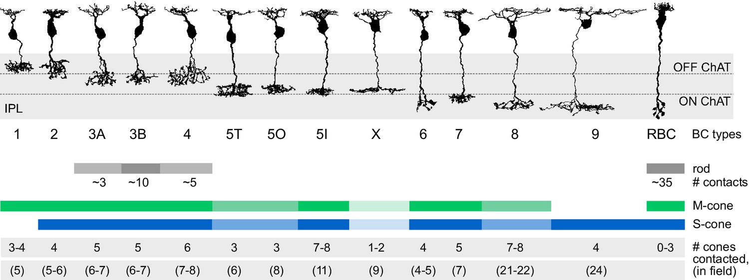 Figures And Data In Connectivity Map Of Bipolar Cells And Photoreceptors In The Mouse Retina ELife