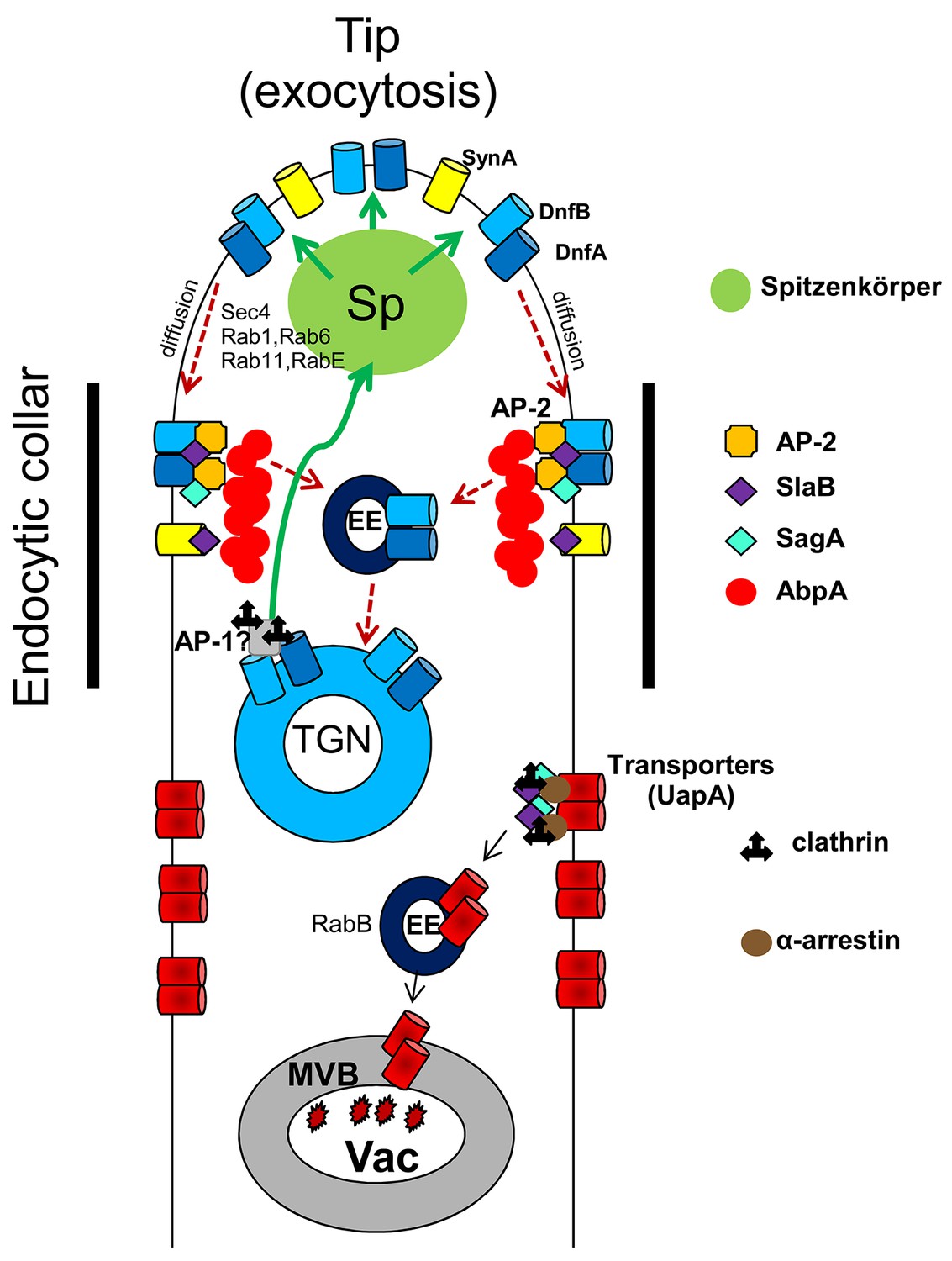 The Ap Complex Has A Specialized Clathrin Independent Role In Apical