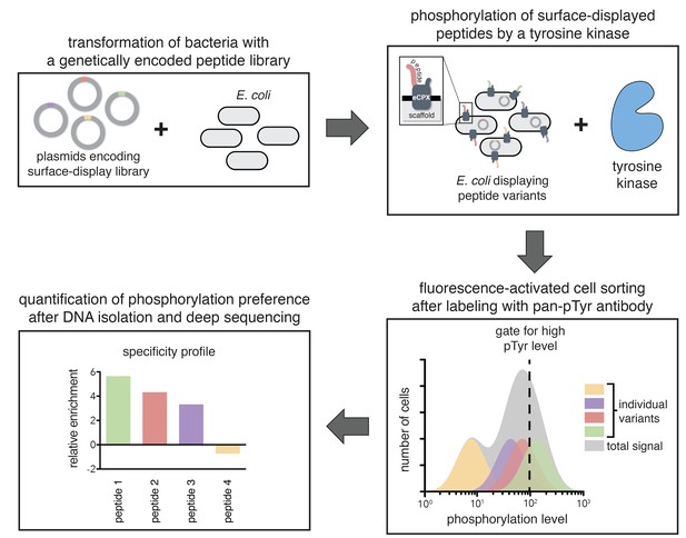 An electrostatic selection mechanism controls sequential kinase ...