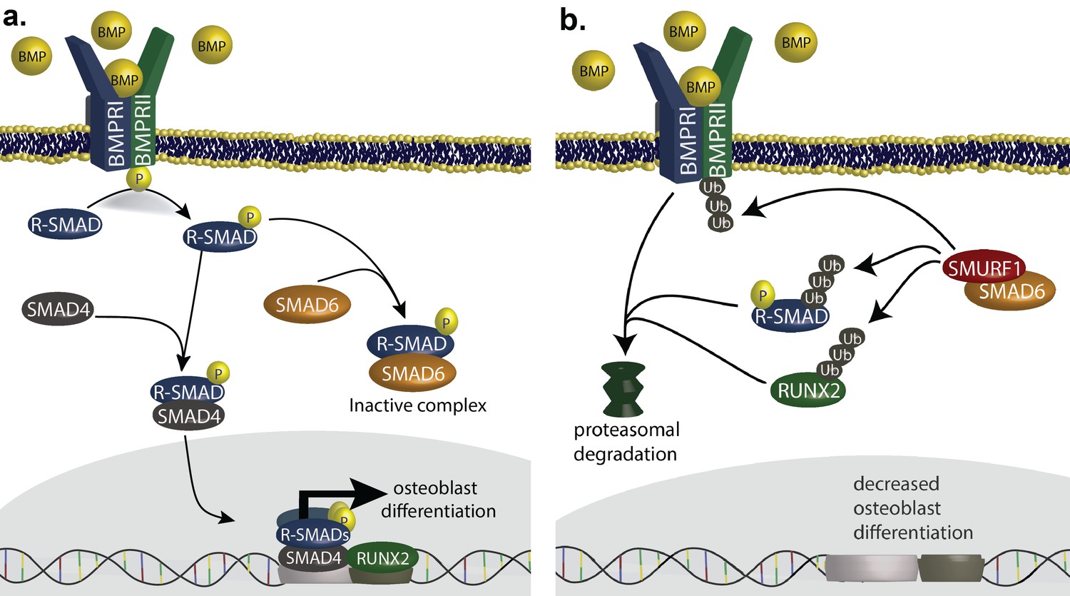 Two Locus Inheritance Of Non-syndromic Midline Craniosynostosis Via ...