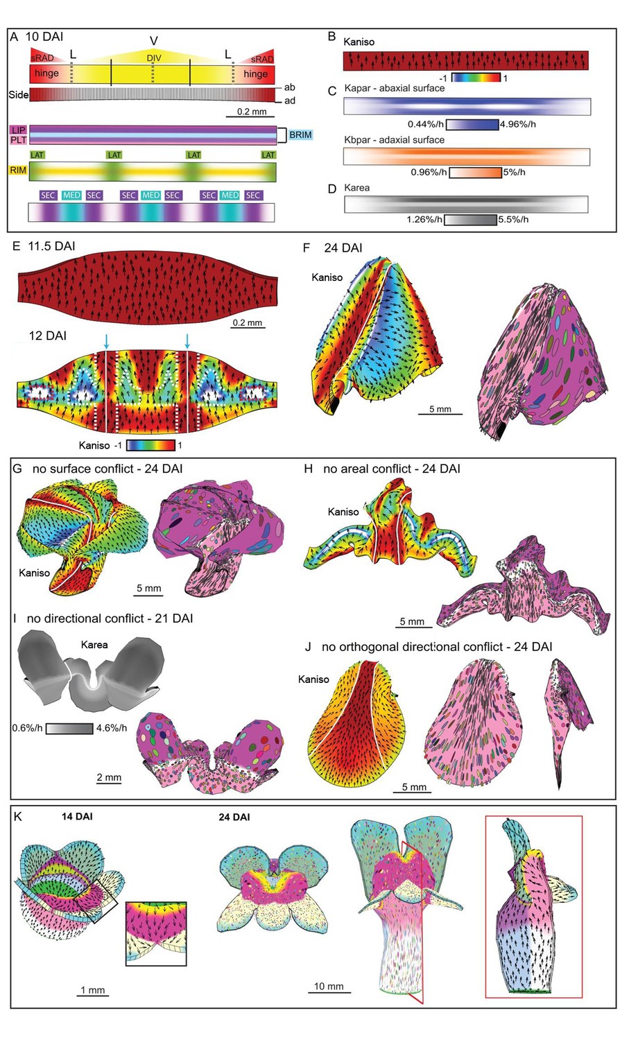 Figures And Data In Generation Of Shape Complexity Through Tissue