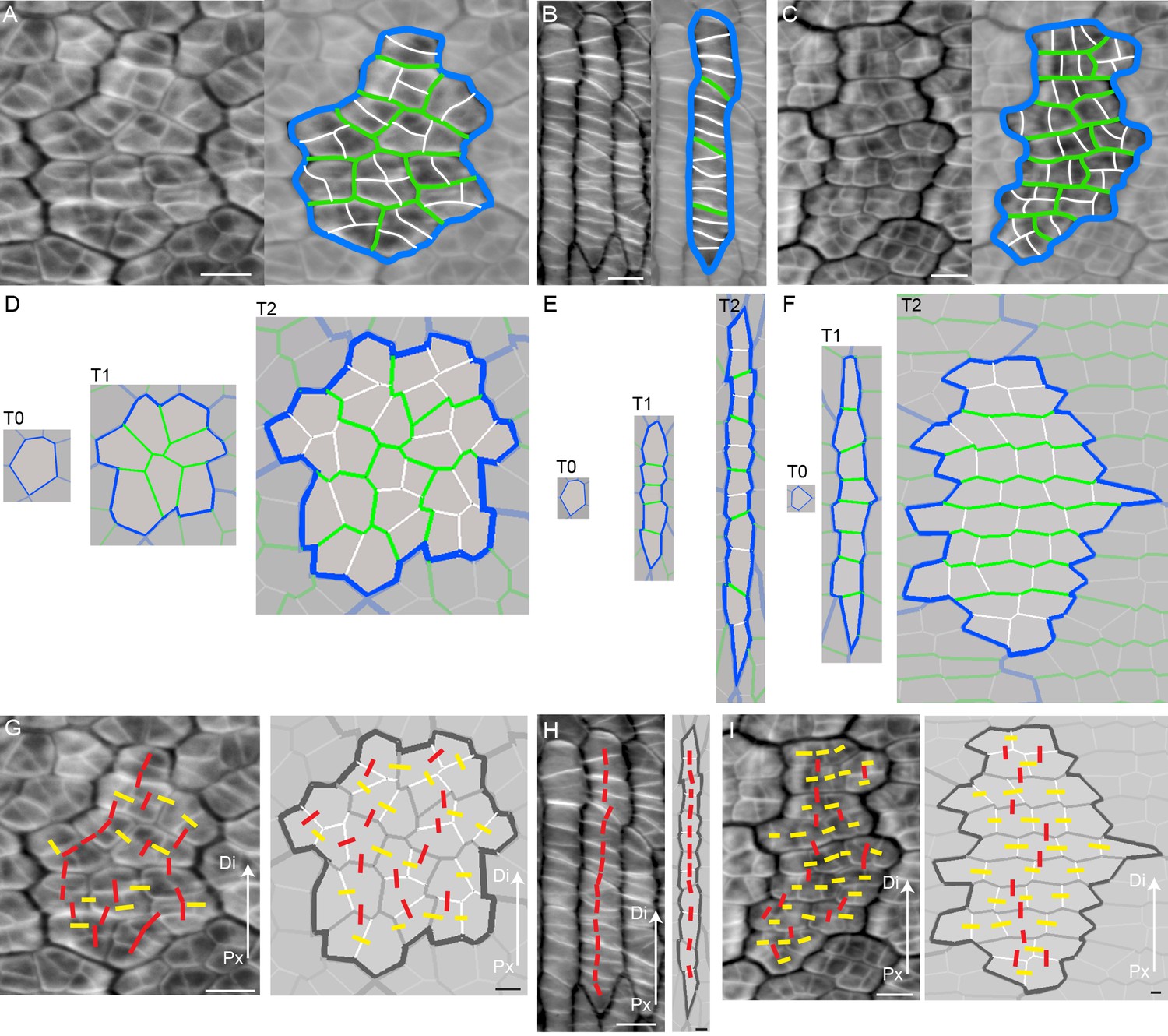 Generation Of Shape Complexity Through Tissue Conflict Resolution ELife