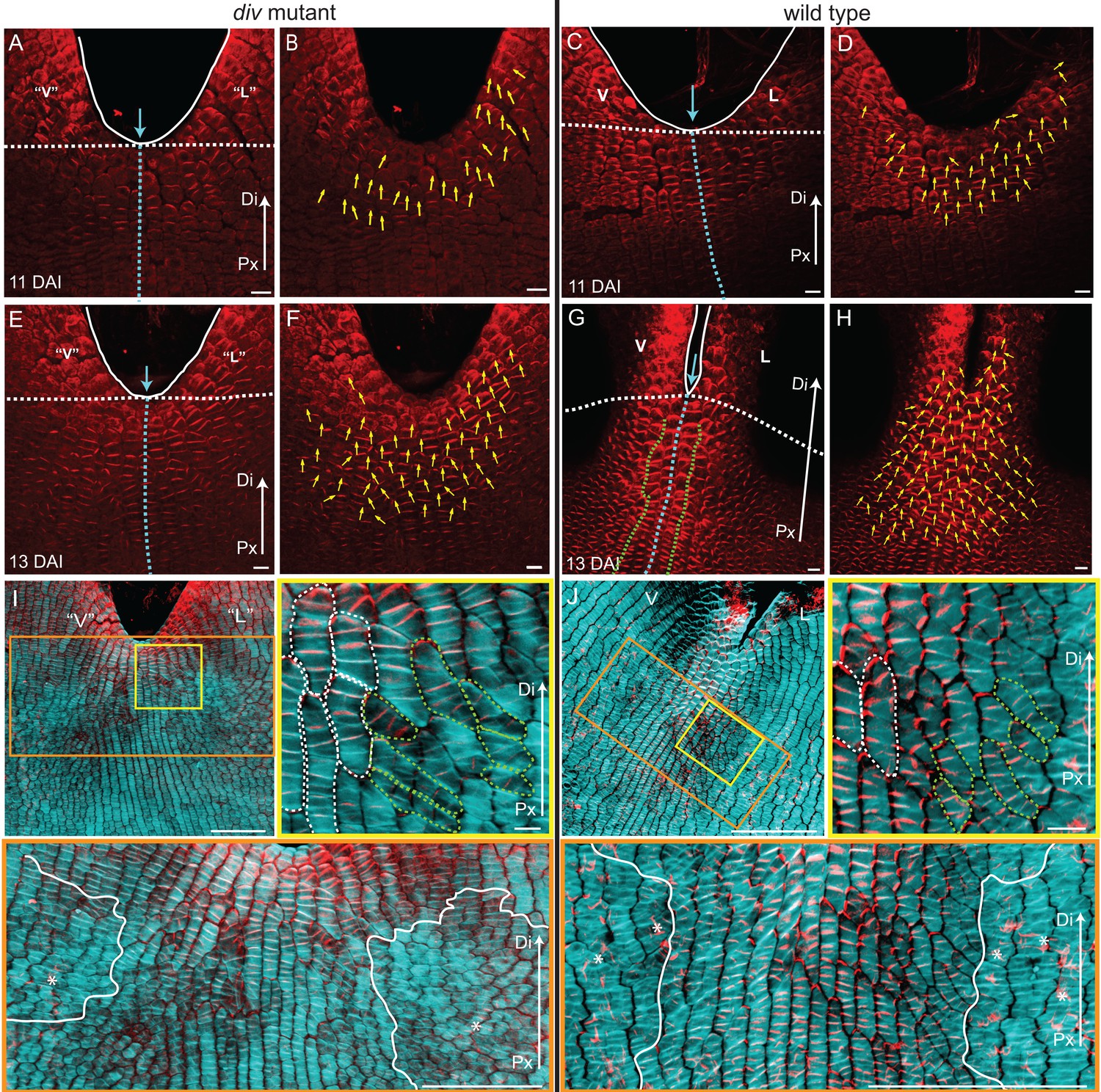 Generation Of Shape Complexity Through Tissue Conflict Resolution ELife