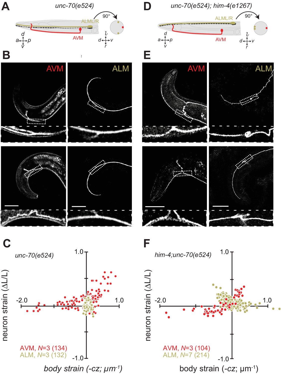 Genetic Defects In B Spectrin And Tau Sensitize C Elegans Axons To Movement Induced Damage Via Torque Tension Coupling Elife