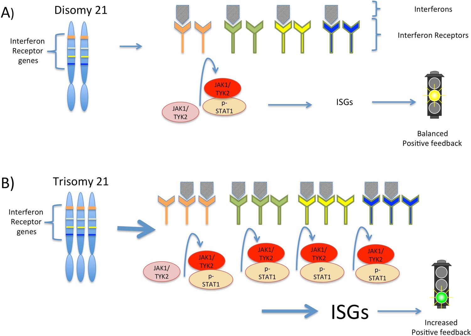 Trisomy 21: Signaling A Link Between Interferon And The Traits Of Down ...