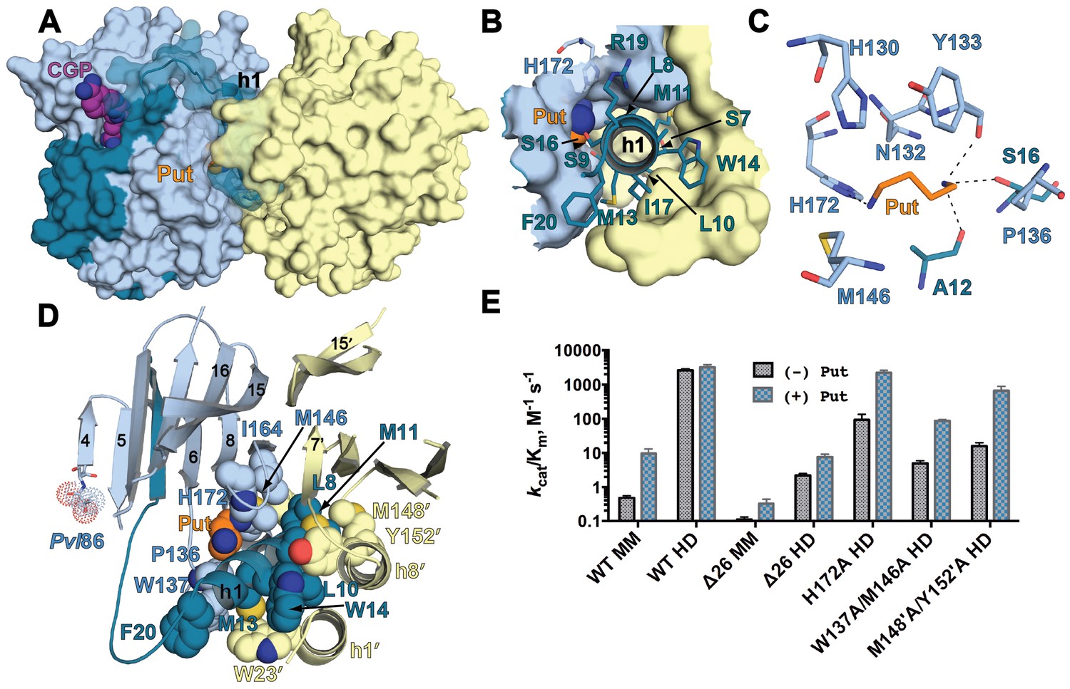 Figures and data in Relief of autoinhibition by conformational switch ...