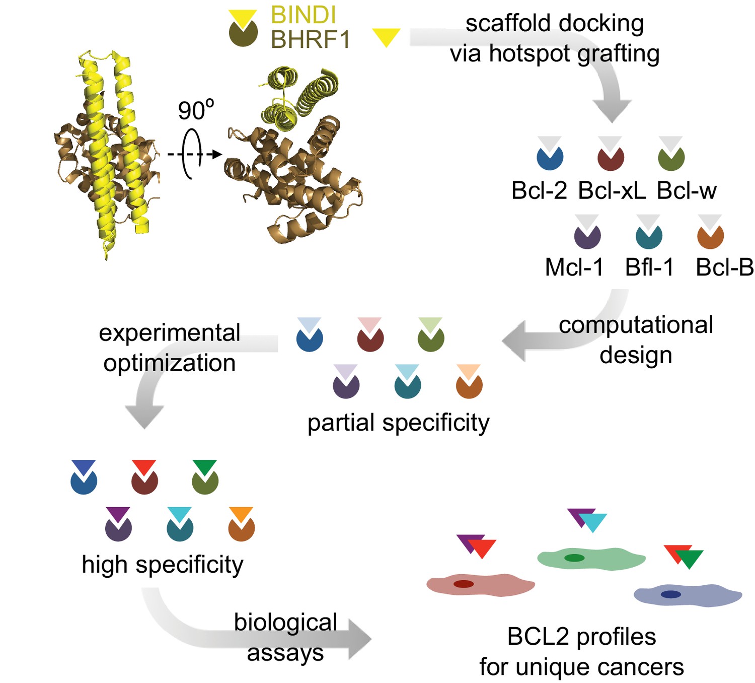 Figures and data in Computationally designed high specificity ...