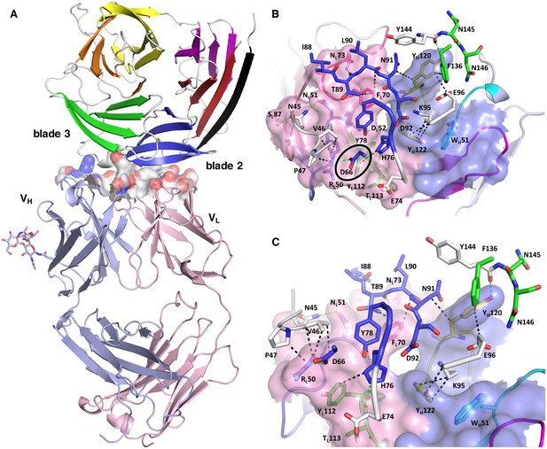 Figures and data in Structure of the malaria vaccine candidate antigen ...