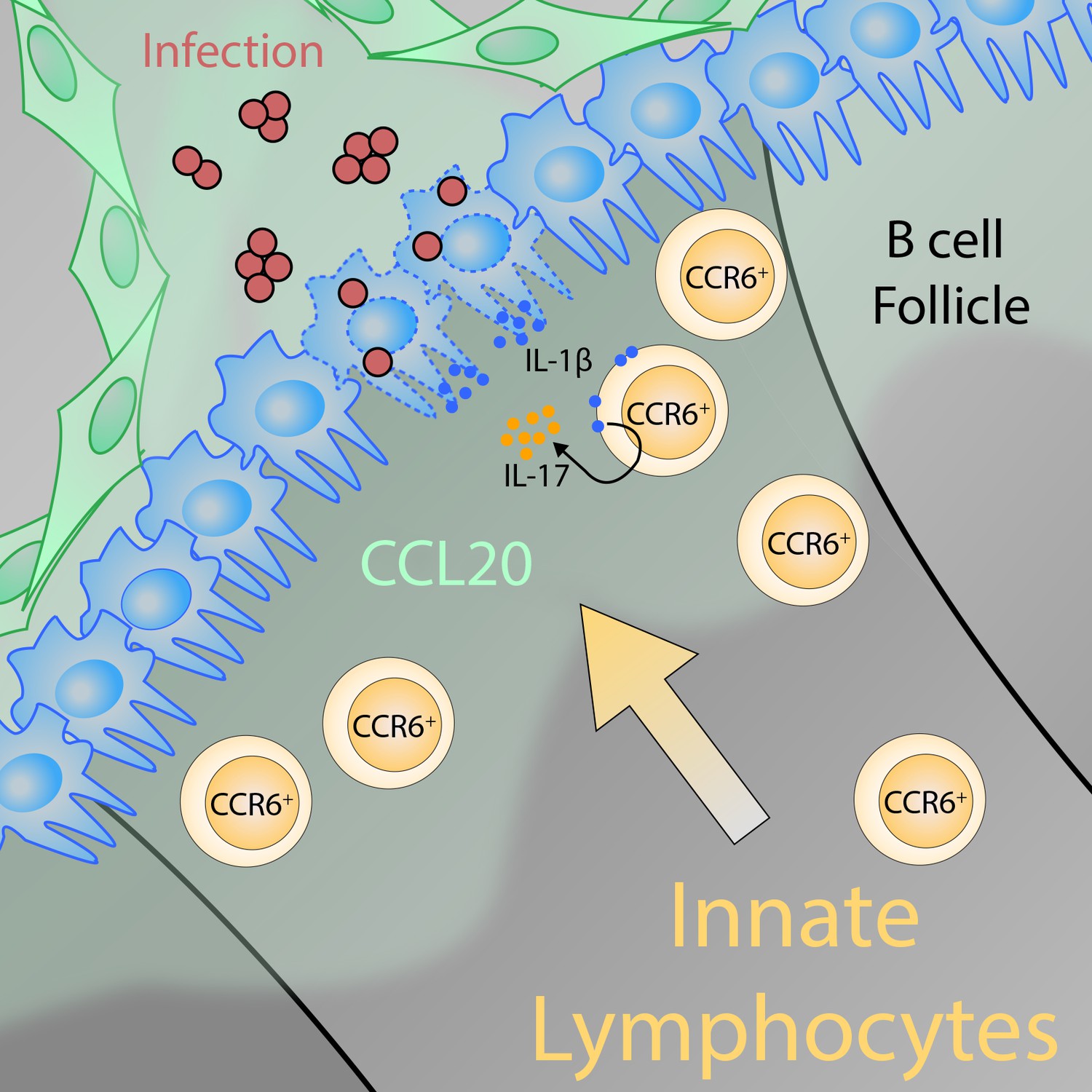 Innate Like Lymphocytes: Moving At The Frontline | ELife